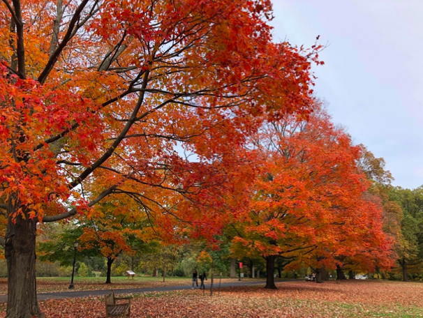 正門からメインキャンパスまで続く並木の紅葉がみられます。