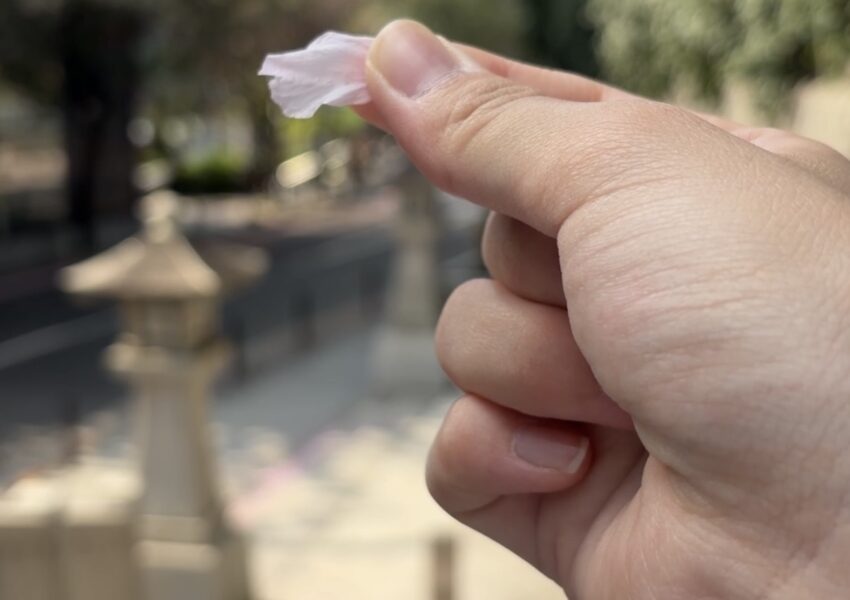 ビザ面接の帰りに手づかみできた桜の花びら